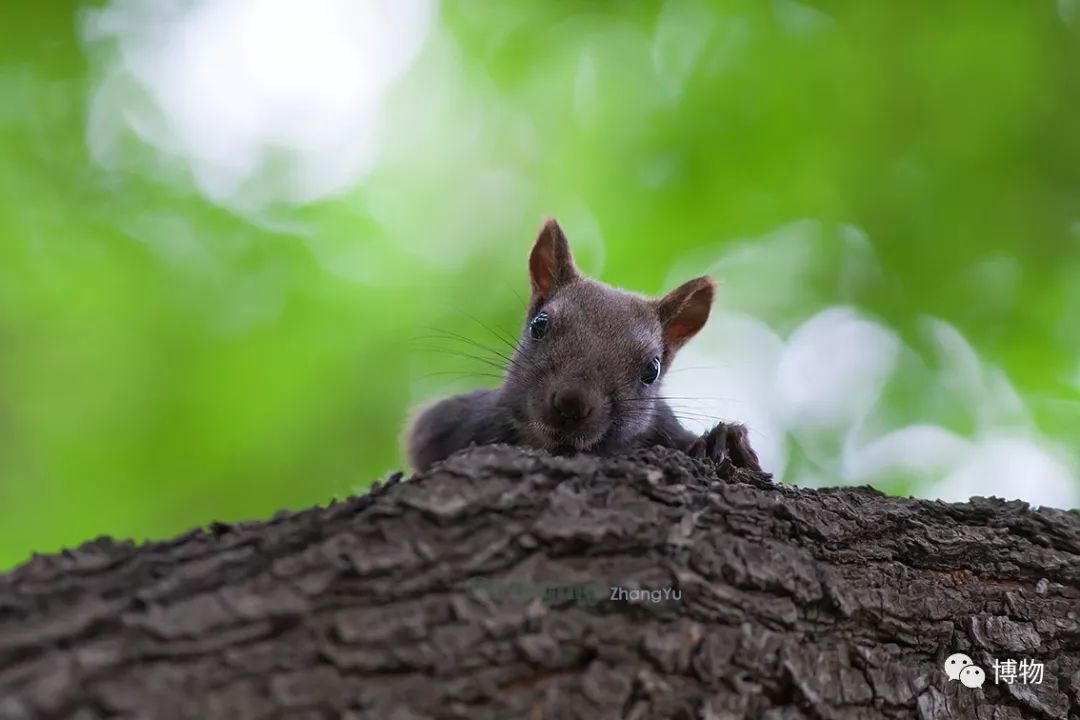 千万别问能好怎,松鼠只负责可爱