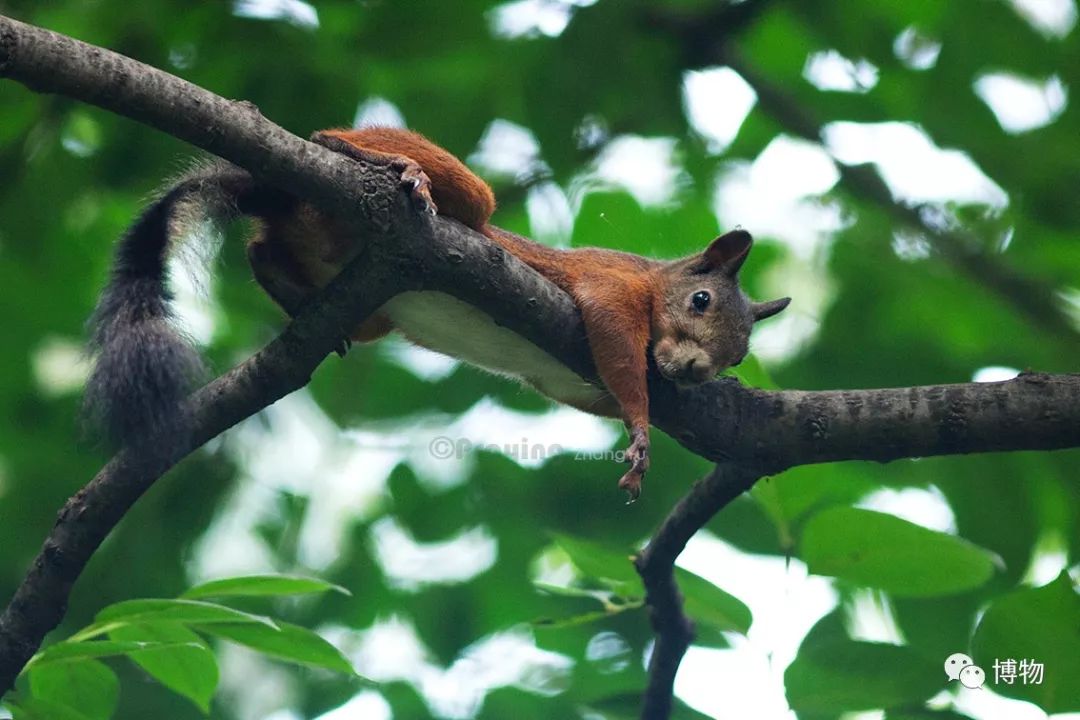 千万别问能好怎,松鼠只负责可爱