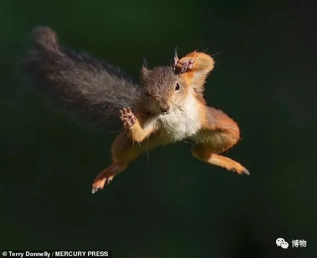 千万别问能好怎,松鼠只负责可爱