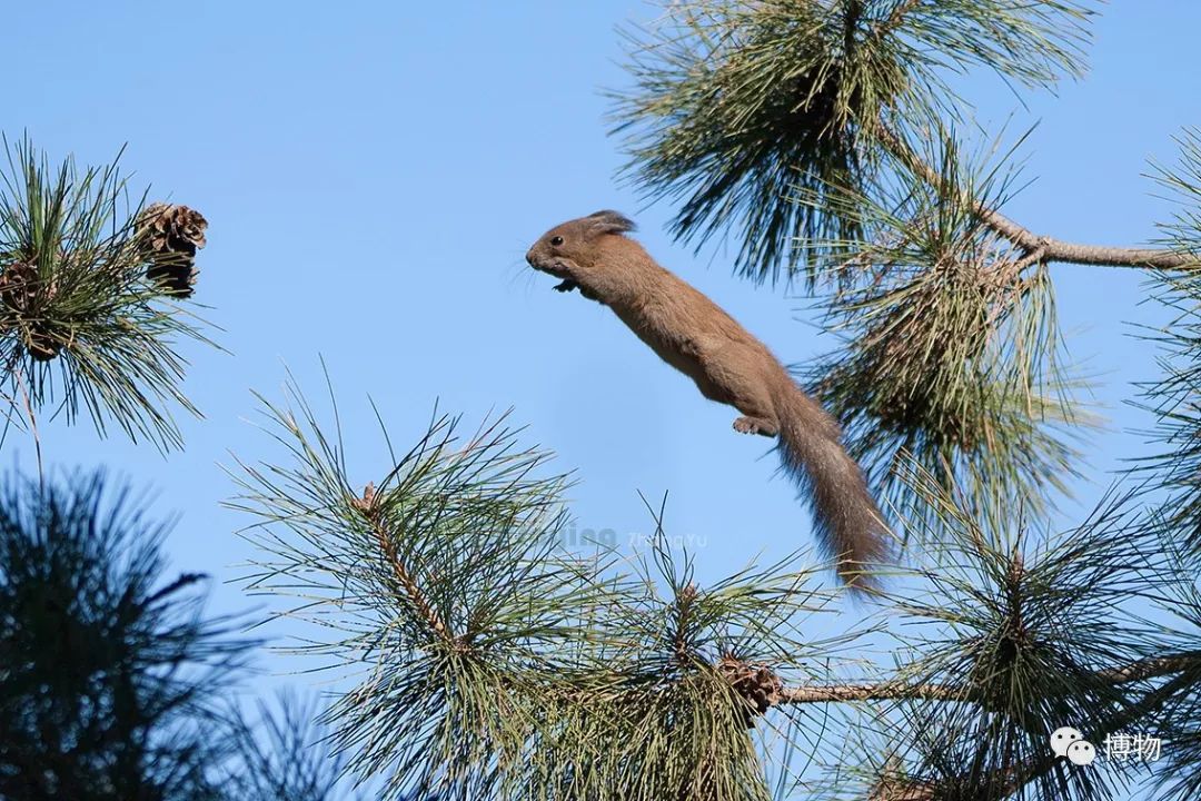 千万别问能好怎，松鼠只负责可爱