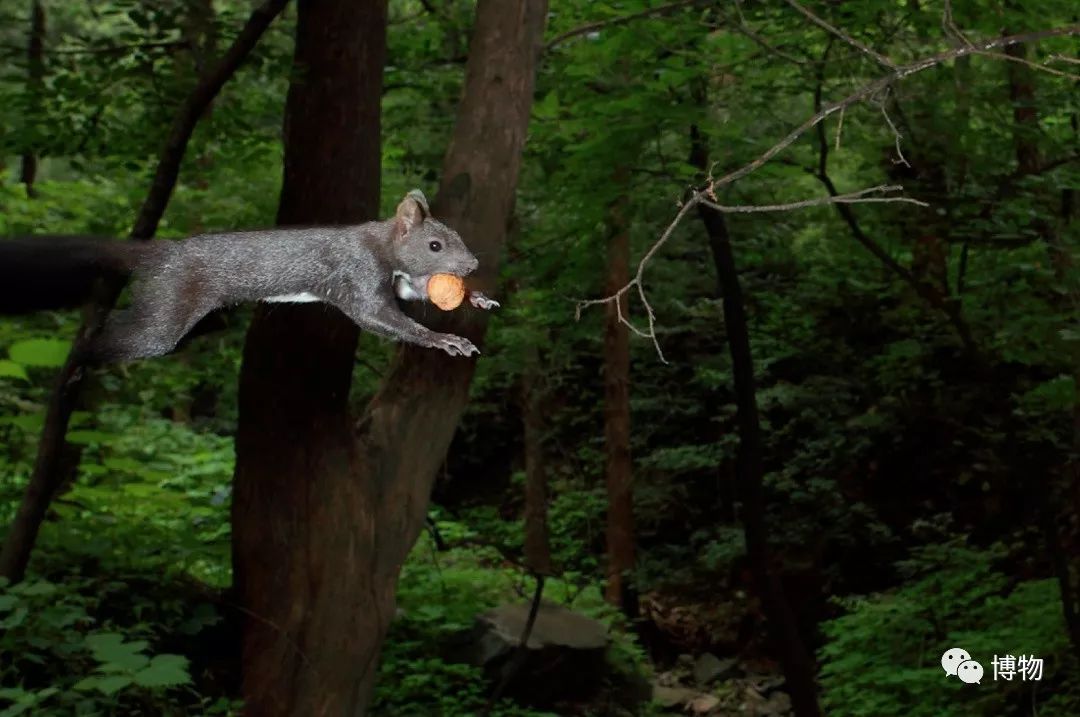 千万别问能好怎,松鼠只负责可爱