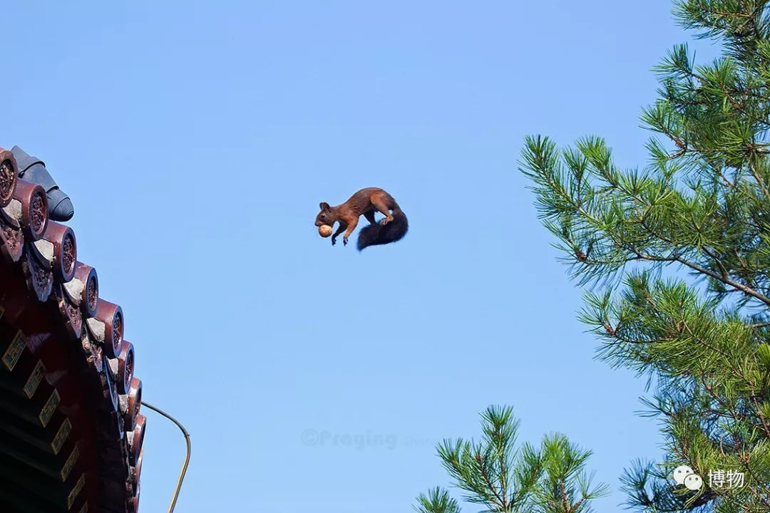千万别问能好怎,松鼠只负责可爱