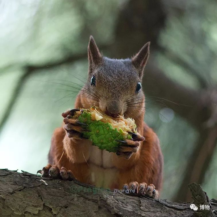 千万别问能好怎,松鼠只负责可爱