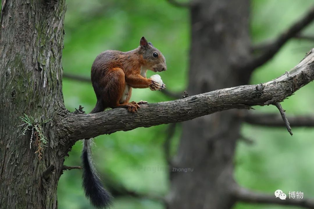 千万别问能好怎,松鼠只负责可爱