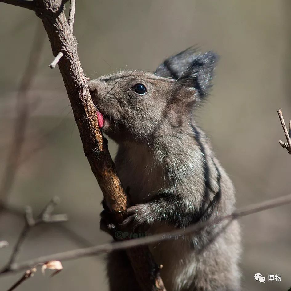 千万别问能好怎,松鼠只负责可爱