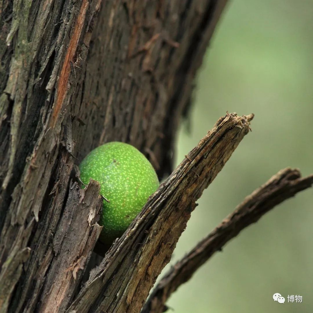 千万别问能好怎，松鼠只负责可爱
