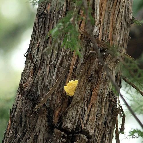 千万别问能好怎,松鼠只负责可爱
