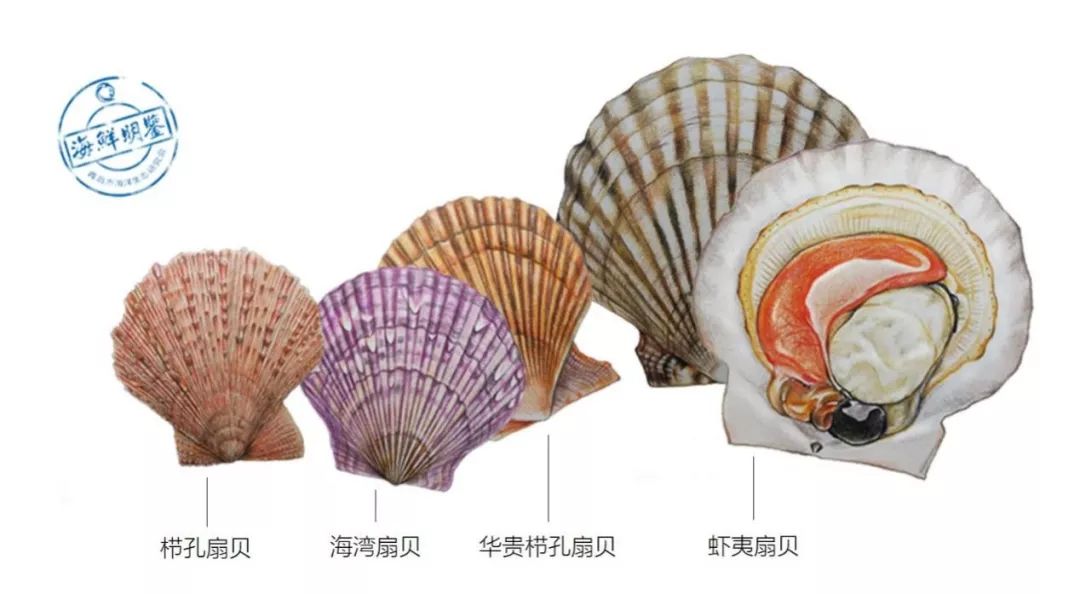 这个春节一定要吃的美食,春节吃什么海鲜好吃又便宜