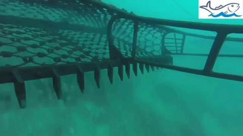 这个春节一定要吃的美食,春节吃什么海鲜好吃又便宜