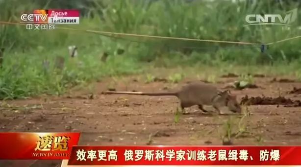 关于鼠的正确认识,鼠的冷知识