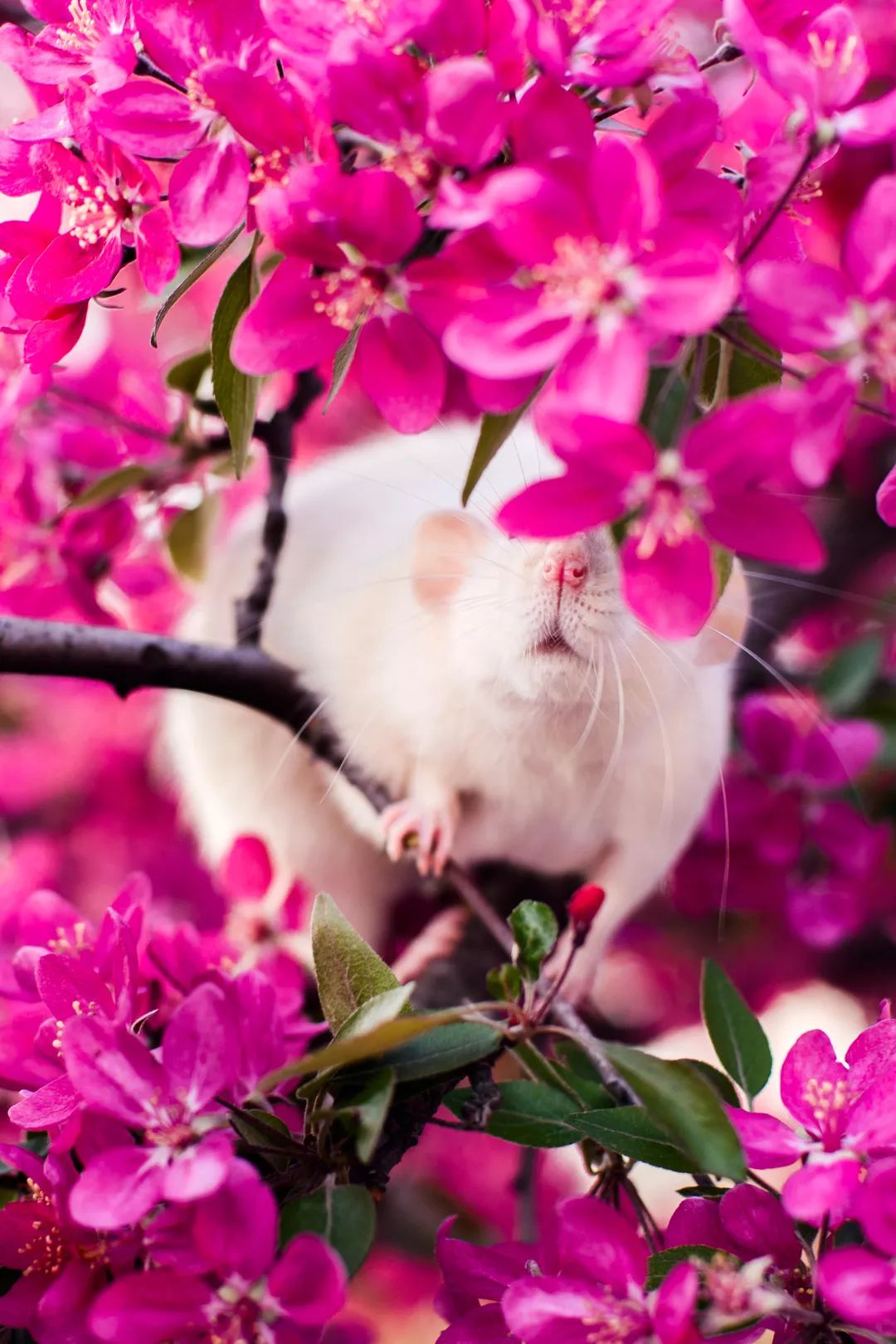 关于鼠的正确认识,鼠的冷知识