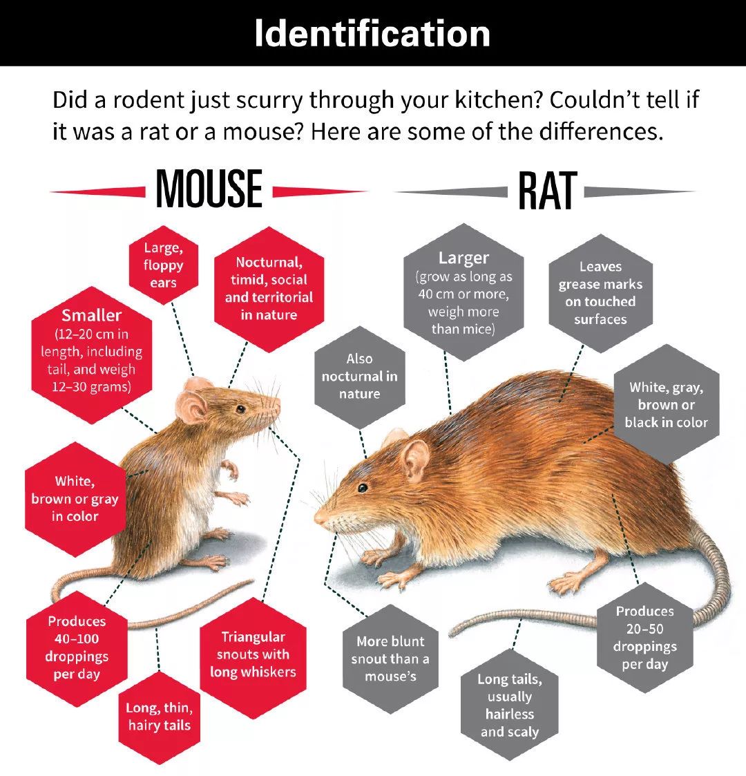 关于鼠的正确认识,鼠的冷知识
