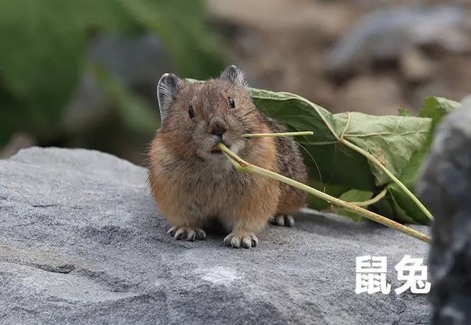 关于鼠的正确认识,鼠的冷知识
