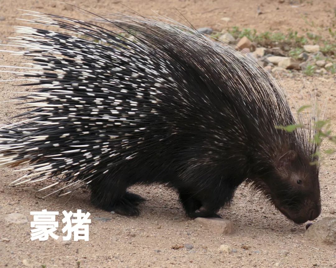 关于鼠的正确认识,鼠的冷知识