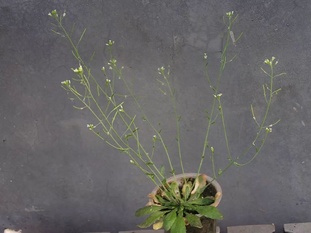 植物与植物之间发生的故事三年级,植物相爱相杀