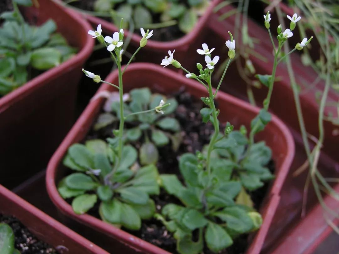 植物与植物之间发生的故事三年级,植物相爱相杀