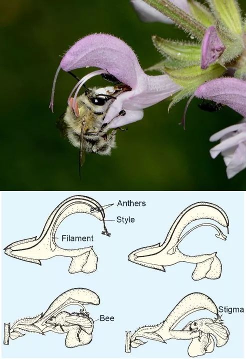 植物与植物之间发生的故事三年级,植物相爱相杀