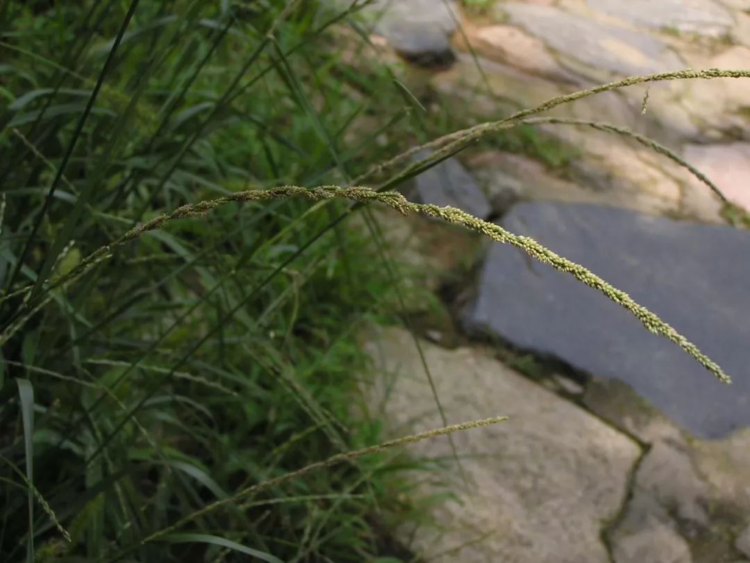 植物与植物之间发生的故事三年级,植物相爱相杀