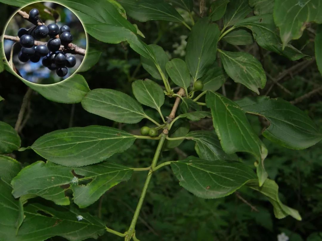 植物与植物之间发生的故事三年级,植物相爱相杀