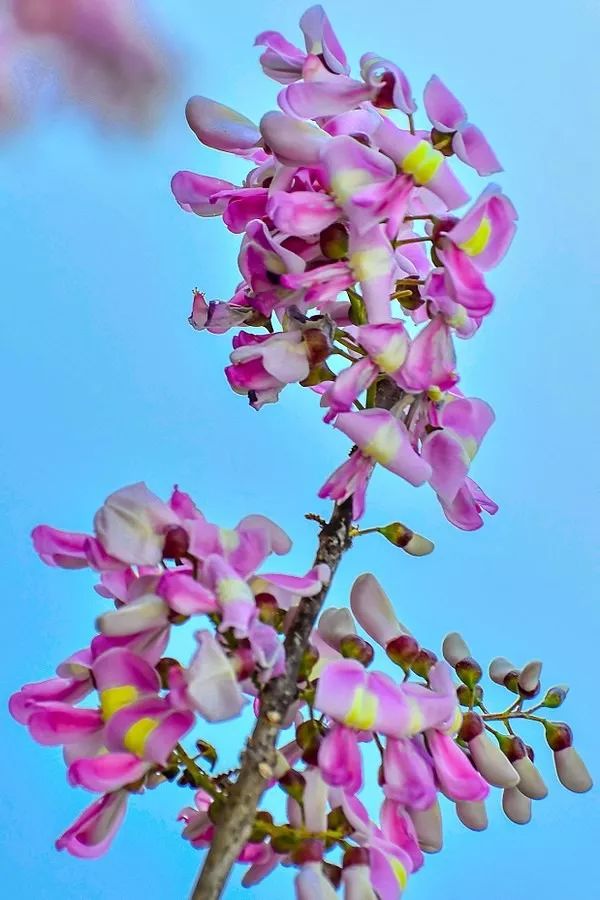 植物与植物之间发生的故事三年级,植物相爱相杀