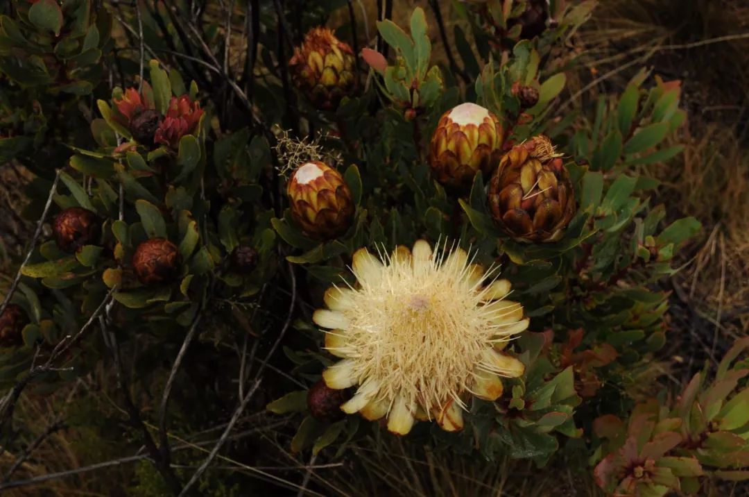 植物与植物之间发生的故事三年级,植物相爱相杀