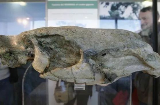 现在最大的巨鼠,史上第一巨鼠体型强壮如牛