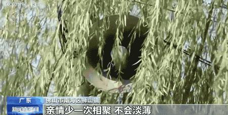 曲靖老村长石屏,曲靖硬核村长大喇叭喊话