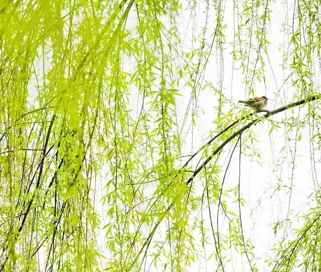 教科书式自我隔离,自我隔离要多少天