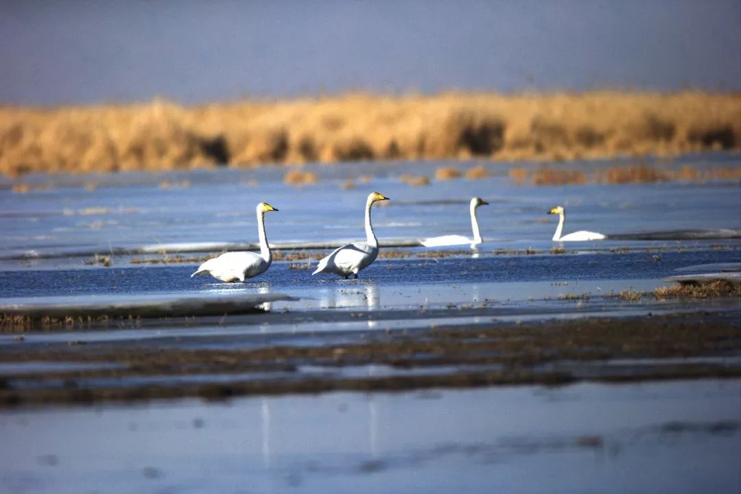 为什么极致之美,都在海西州?