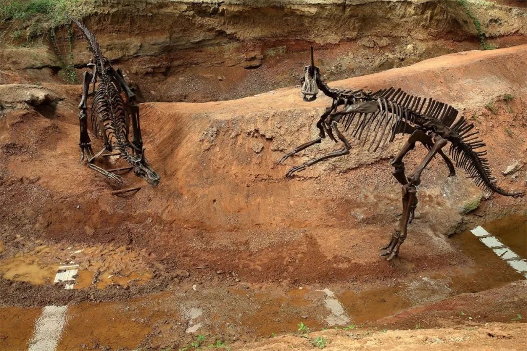 中国最厉害的十大恐龙,恐龙中国第一龙