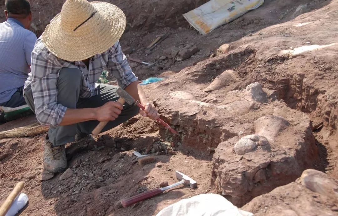 中国最厉害的十大恐龙,恐龙中国第一龙