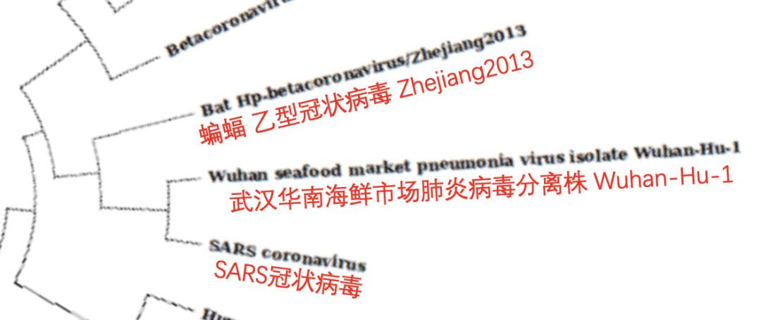 新型冠状病毒属于基因武器吗,新型冠状病毒变异毒株致命吗