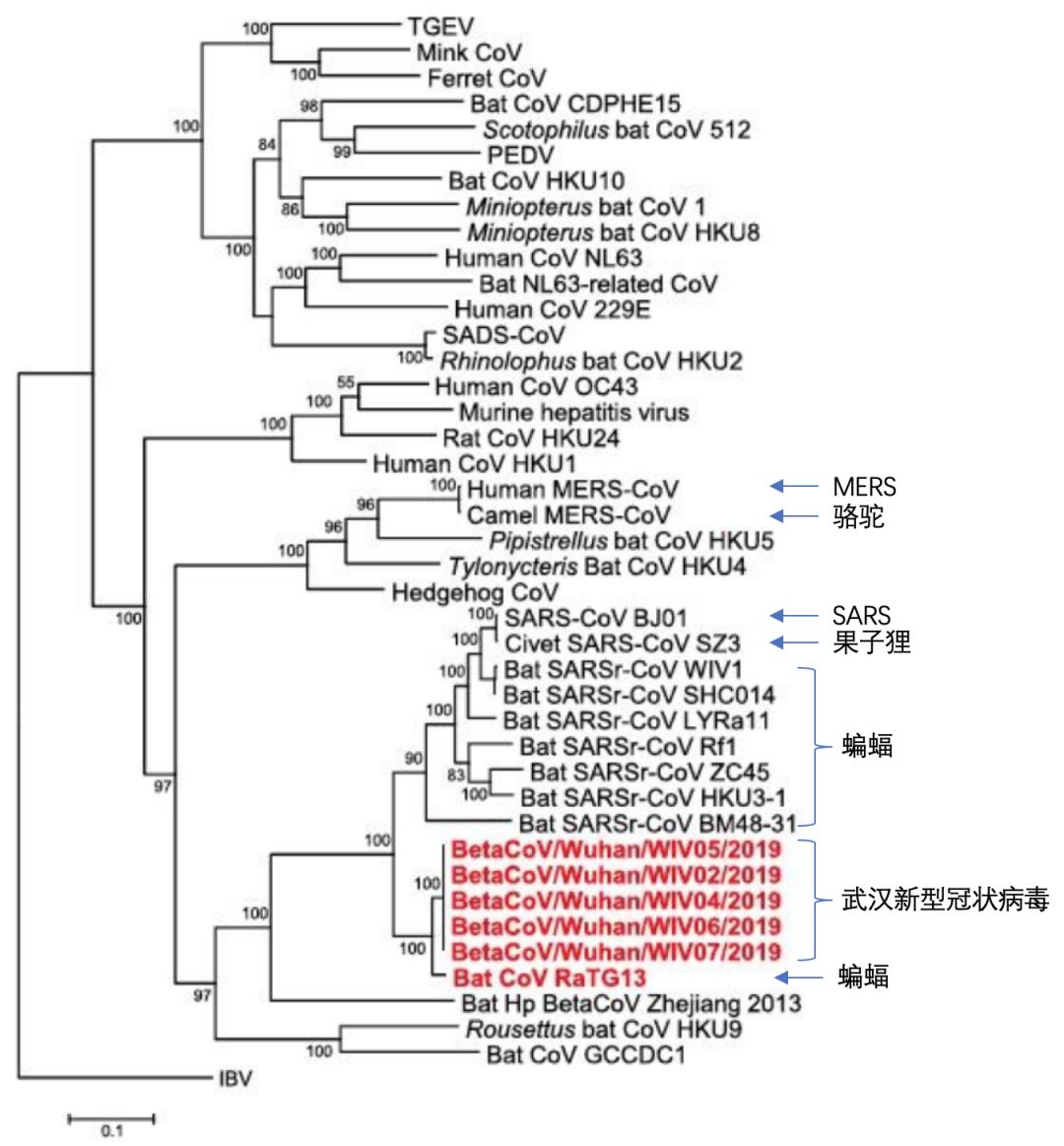 新型冠状病毒属于基因武器吗,新型冠状病毒变异毒株致命吗