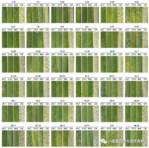 NatureCommun|刘志勇组与李洪杰组合作克隆小麦抗*粉白**病基因Pm24