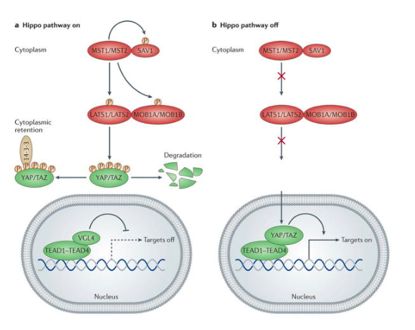 nature子刊《scientificdata》,nature子刊sci