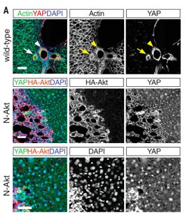 nature子刊《scientificdata》,nature子刊sci