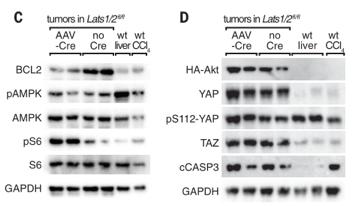 nature子刊《scientificdata》,nature子刊sci