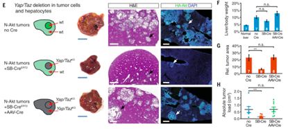nature子刊《scientificdata》,nature子刊sci