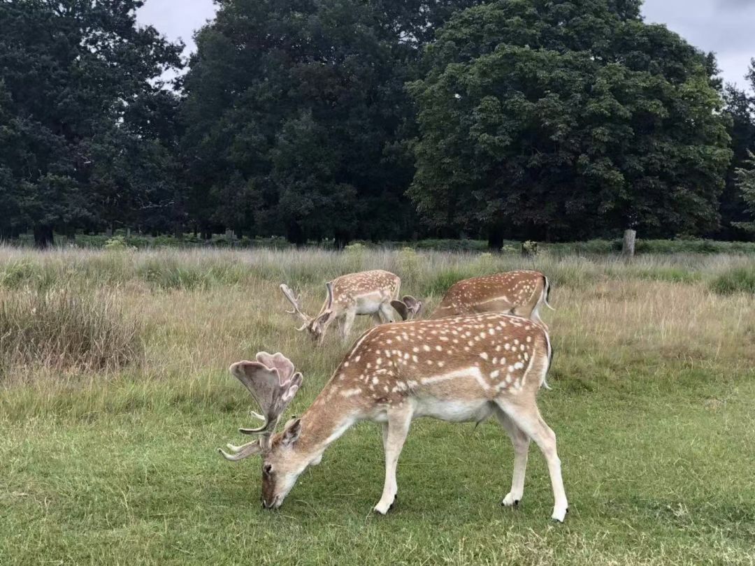 英国高潜力人才签证计划,英国的高潜力人才签证计划