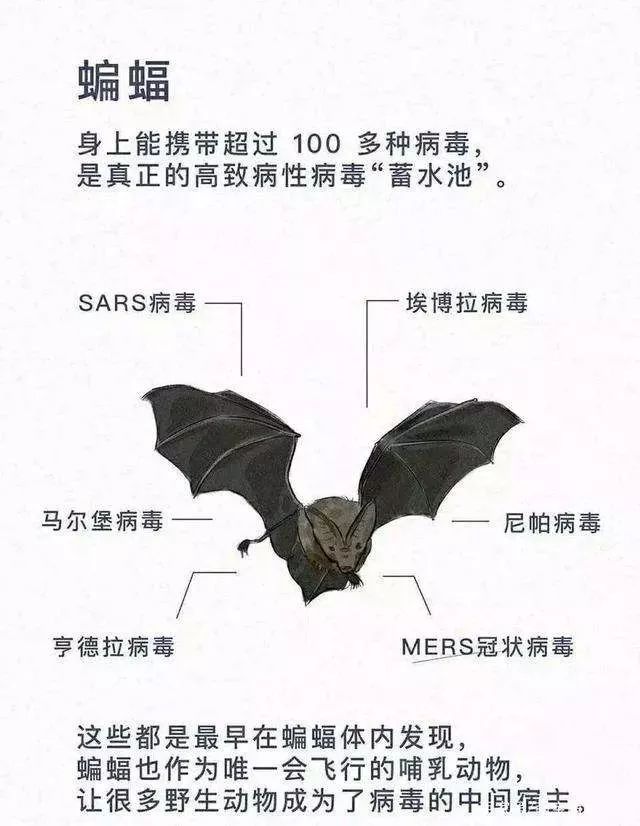 在楼道里遇见蝙蝠该怎么办,家里有蝙蝠进来有没有事
