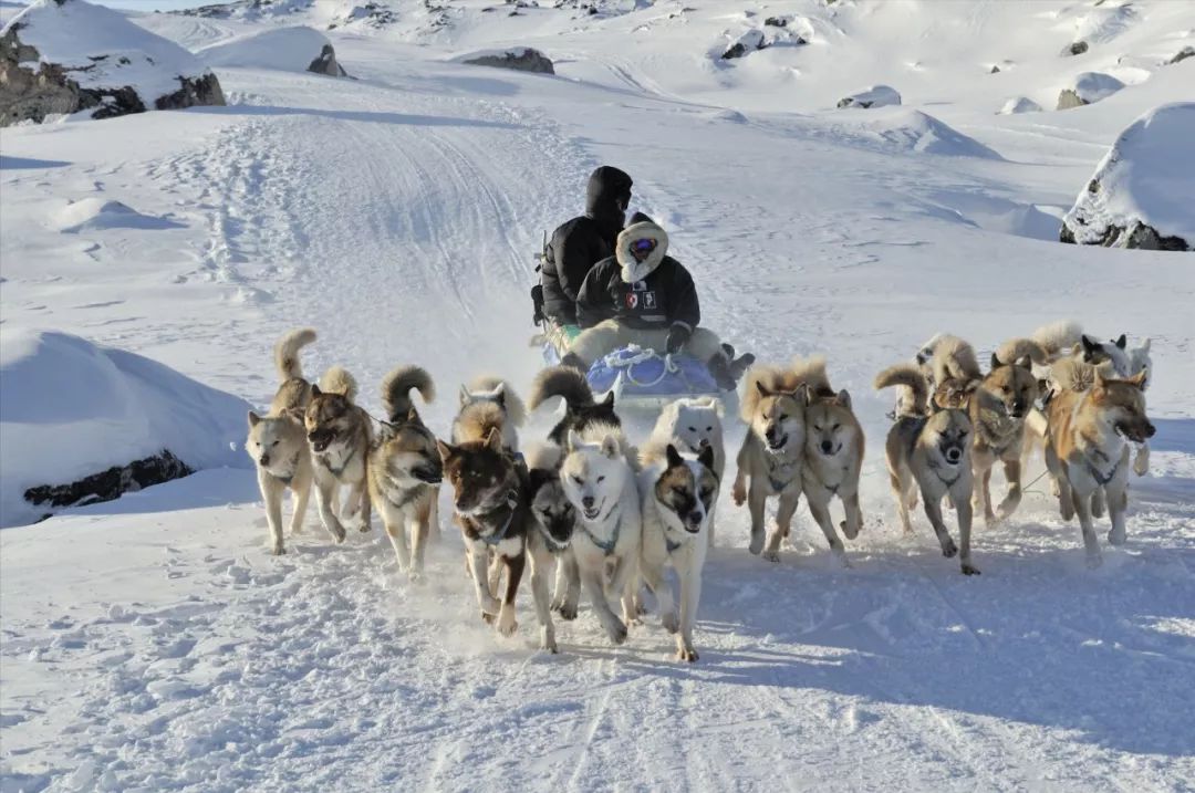 北极和南极相比哪个冷,北极和南极相比有什么特点