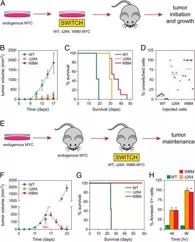 PNAS：断开这两种蛋白间的连接，可有效促使肿瘤消退