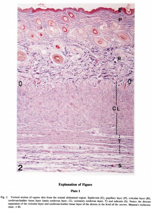 我希望大家对马臀皮的印象不要停留在“它很贵”上