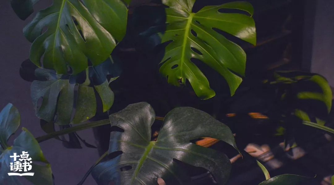 朝花夕拾不忘初心,朝花夕拾忆往昔岁月静好