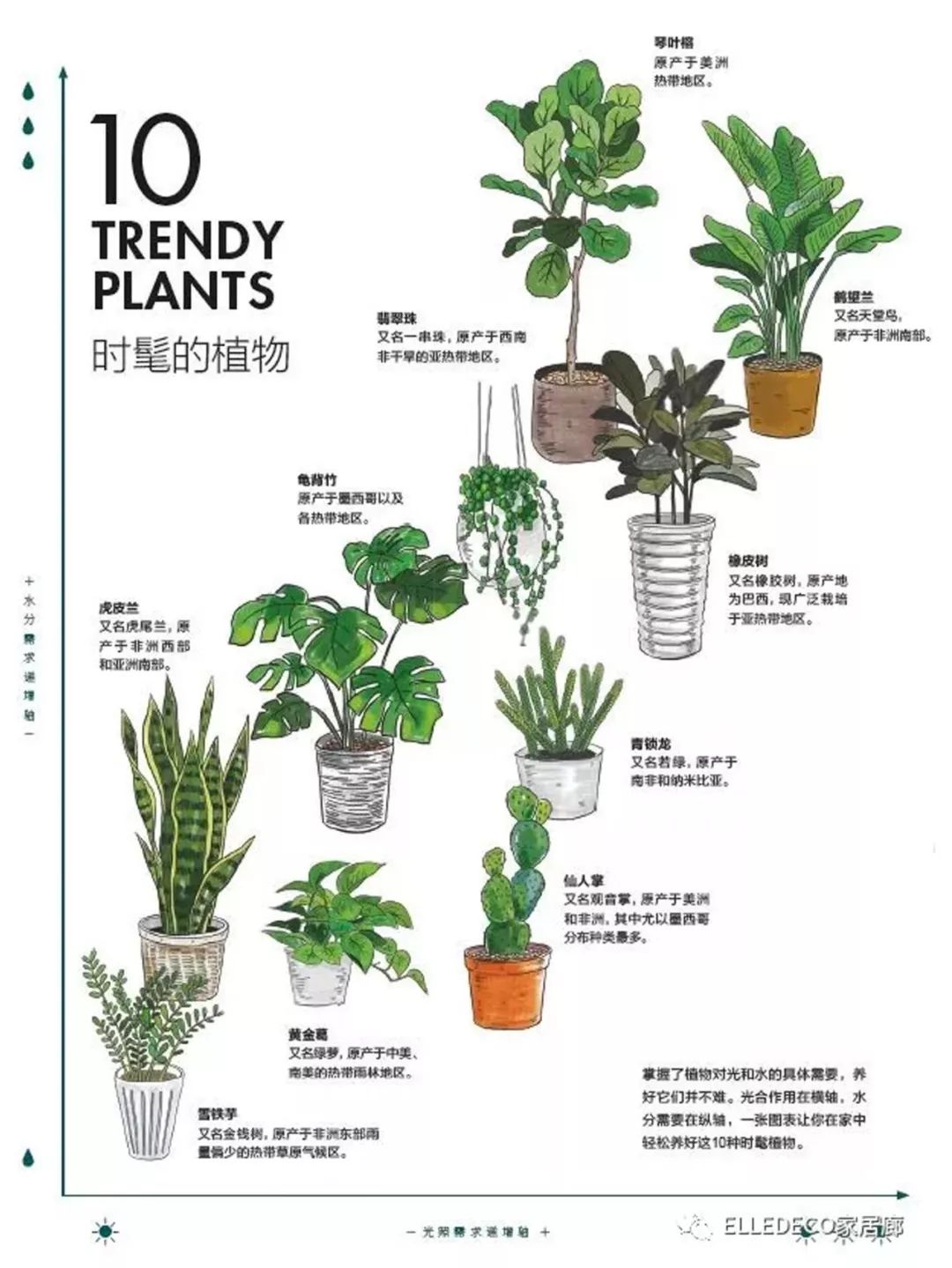 有什么好看的网红植物推荐,这三种网红植物家中必备你养了吗