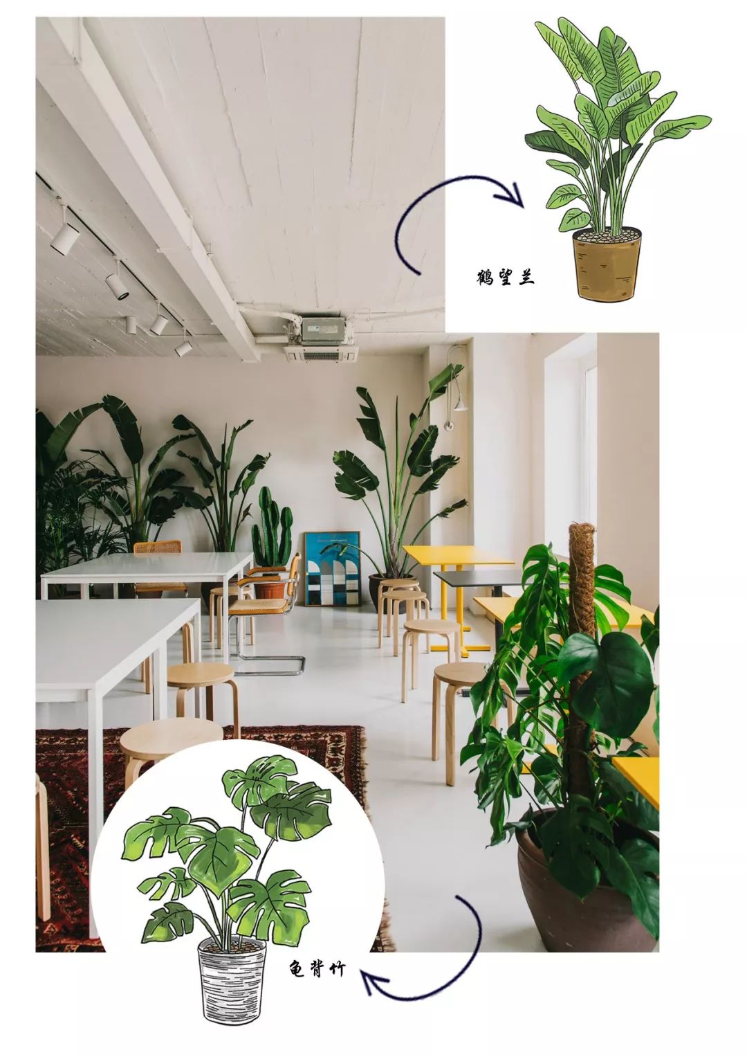 有什么好看的网红植物推荐,这三种网红植物家中必备你养了吗