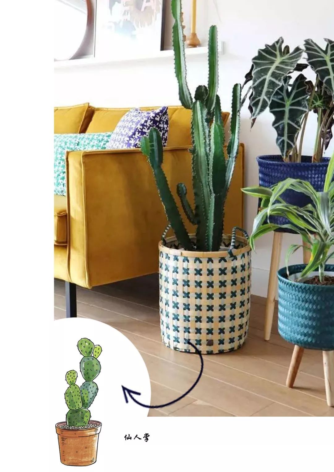 有什么好看的网红植物推荐,这三种网红植物家中必备你养了吗