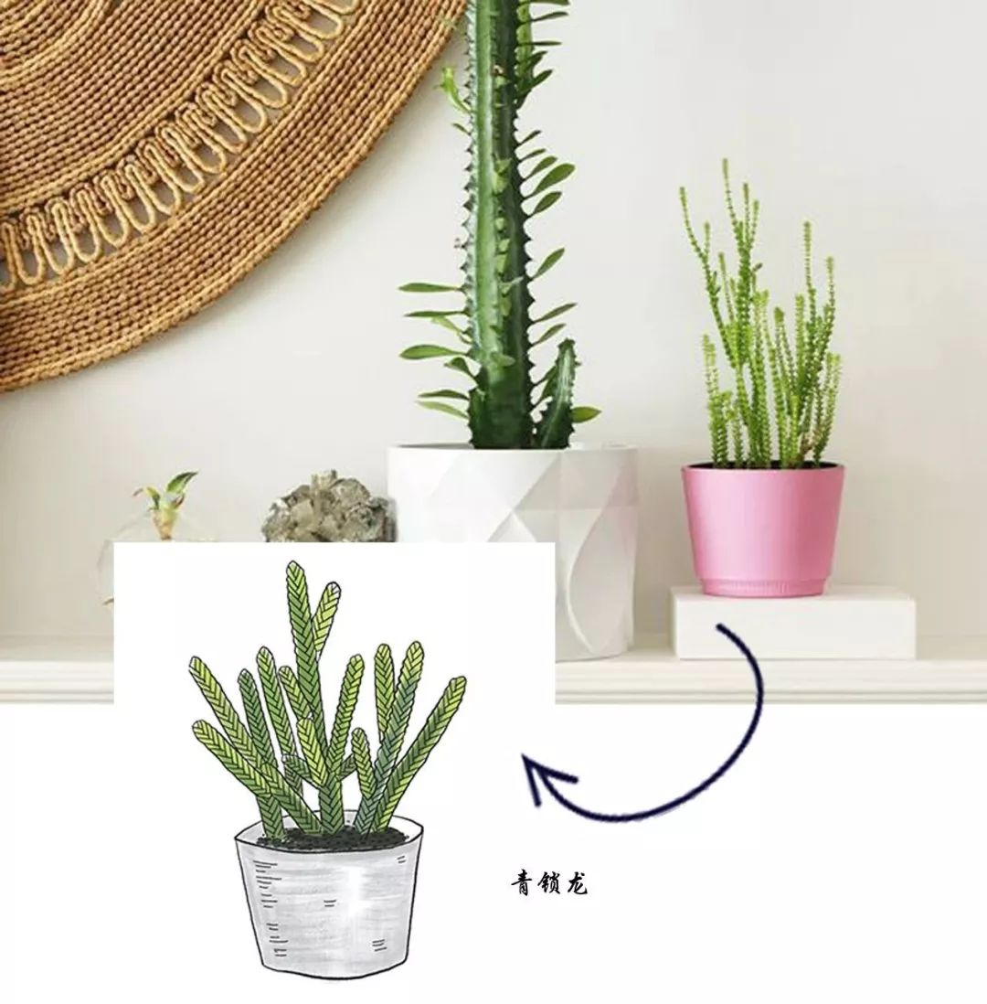 有什么好看的网红植物推荐,这三种网红植物家中必备你养了吗