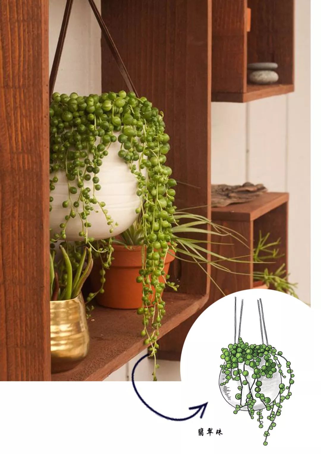 有什么好看的网红植物推荐,这三种网红植物家中必备你养了吗