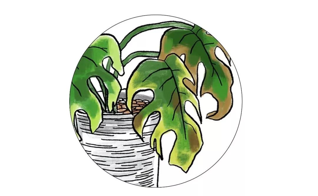 有什么好看的网红植物推荐,这三种网红植物家中必备你养了吗